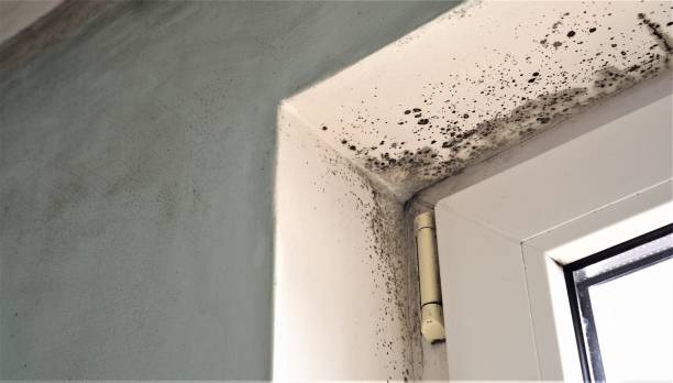 Reliable Three Lakes, FL Mold Removal Solutions